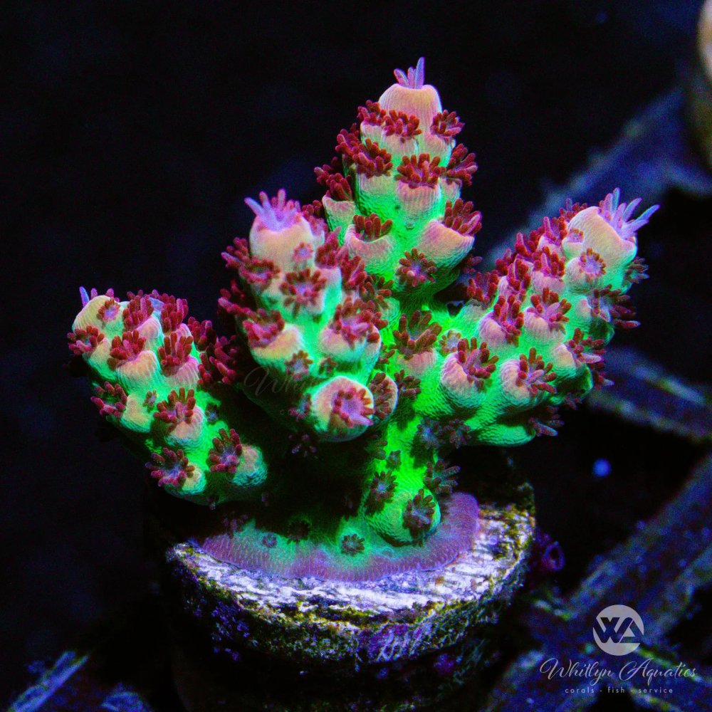 CoralAuction2_b2bd7c45-4aeb-416a-97b0-68db5d6e33e1.jpg