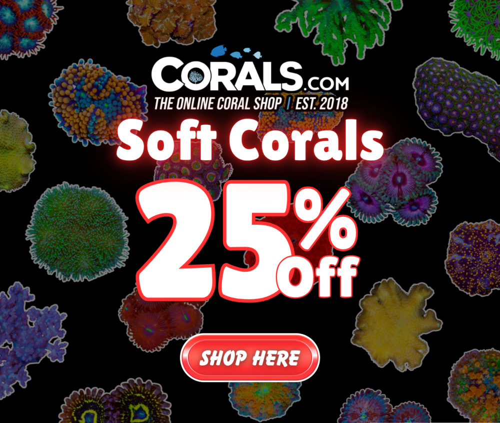 Soft Coral Sale.png