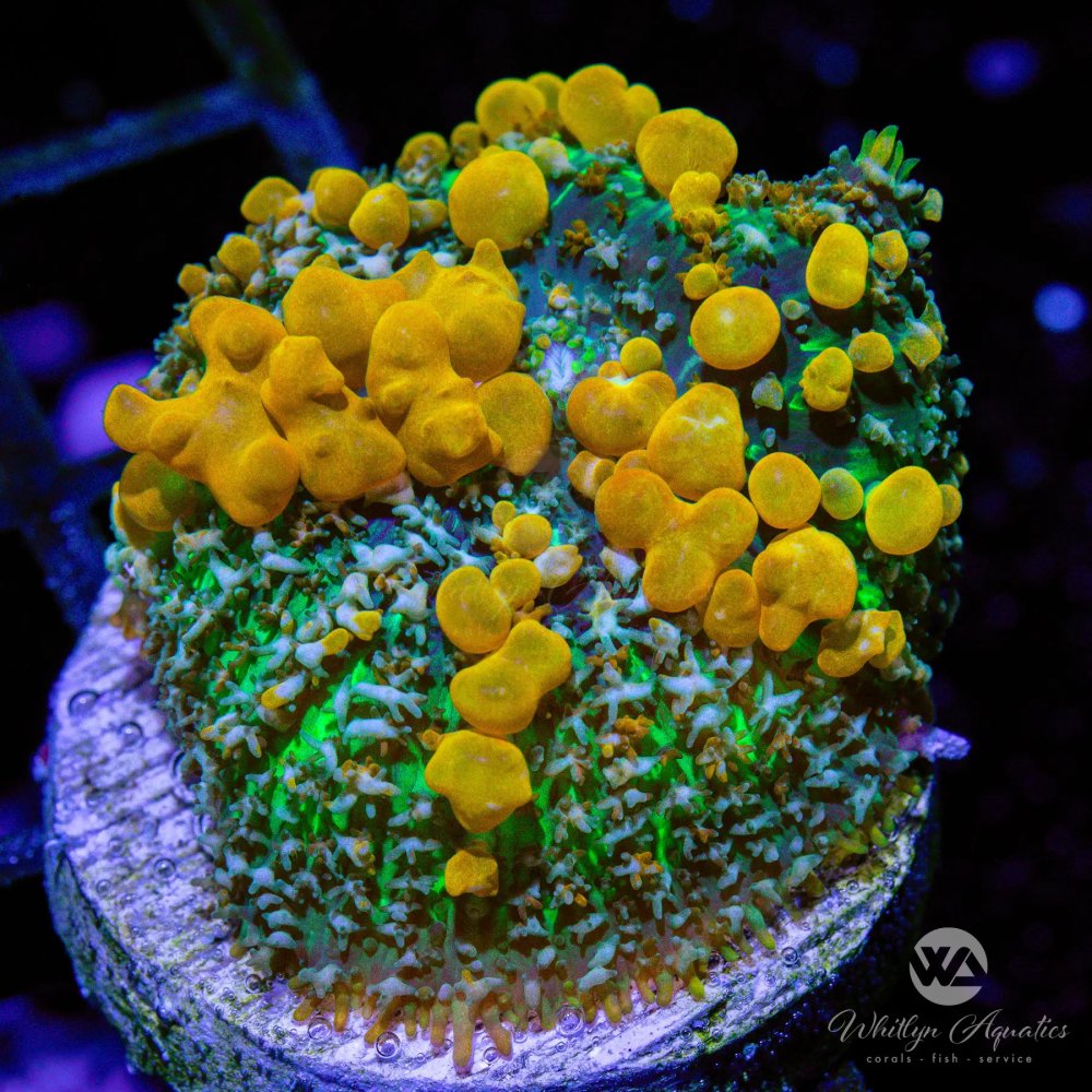 CoralAuction48_e3c8e47f-f7f9-4eac-a5cc-9dff2d80cf1c.jpg CoralAuction48_e3c8e47f-f7f9-4eac-a5cc-9dff2d80cf1c.jpg