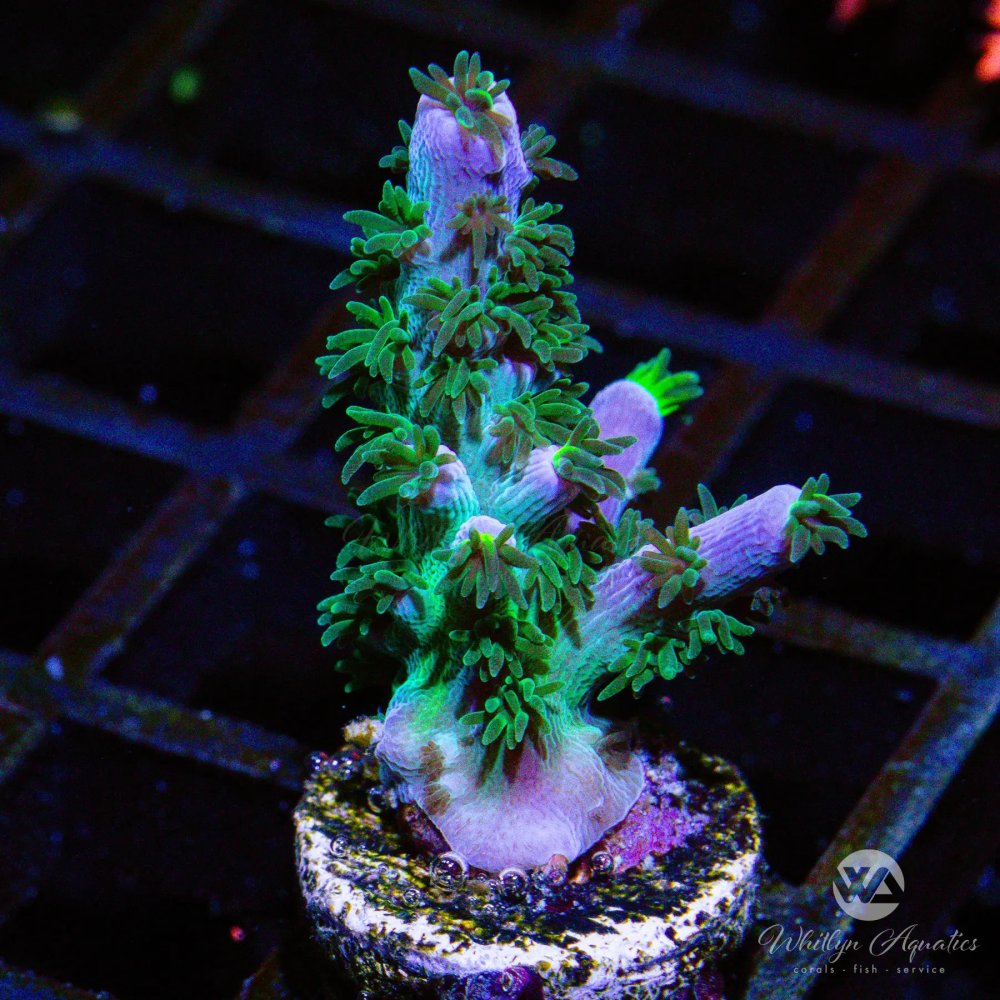 CoralAuction37_8a18a74d-bfef-45c8-a994-b6e5669e4f89.jpg