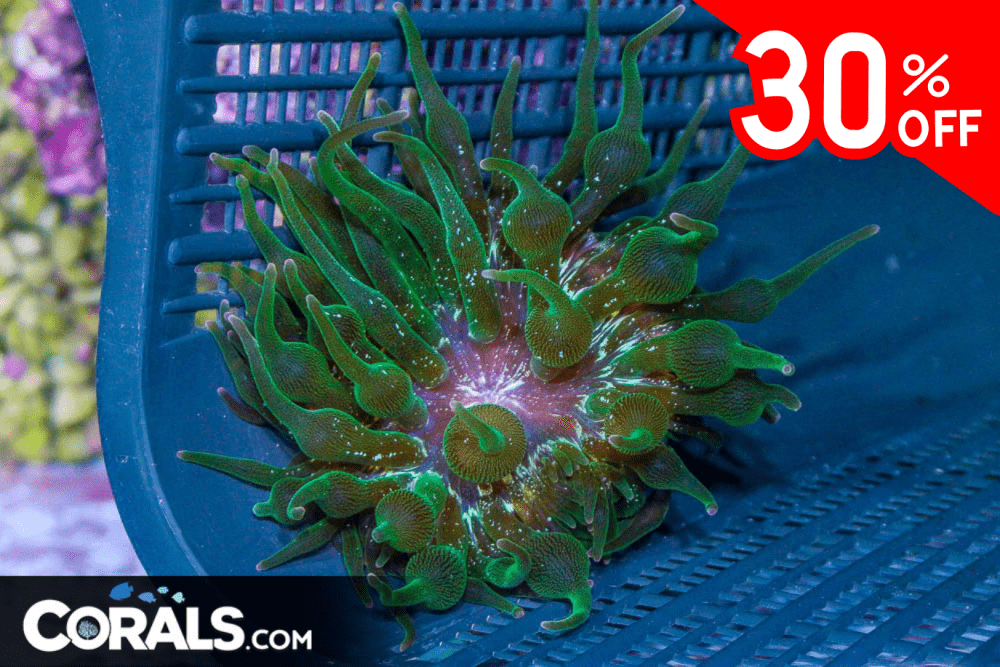 Untitled design(155).png