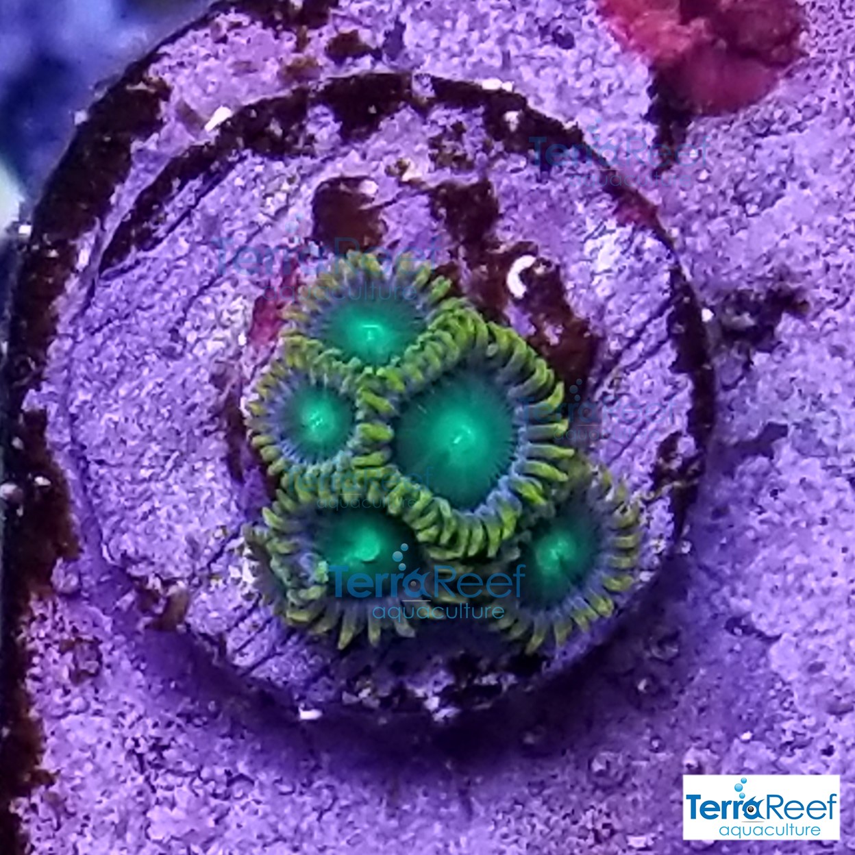 Radioactive-dragon-eyes-Zoanthids-WYSIWYG-Frag-1-20210113_005741.jpg