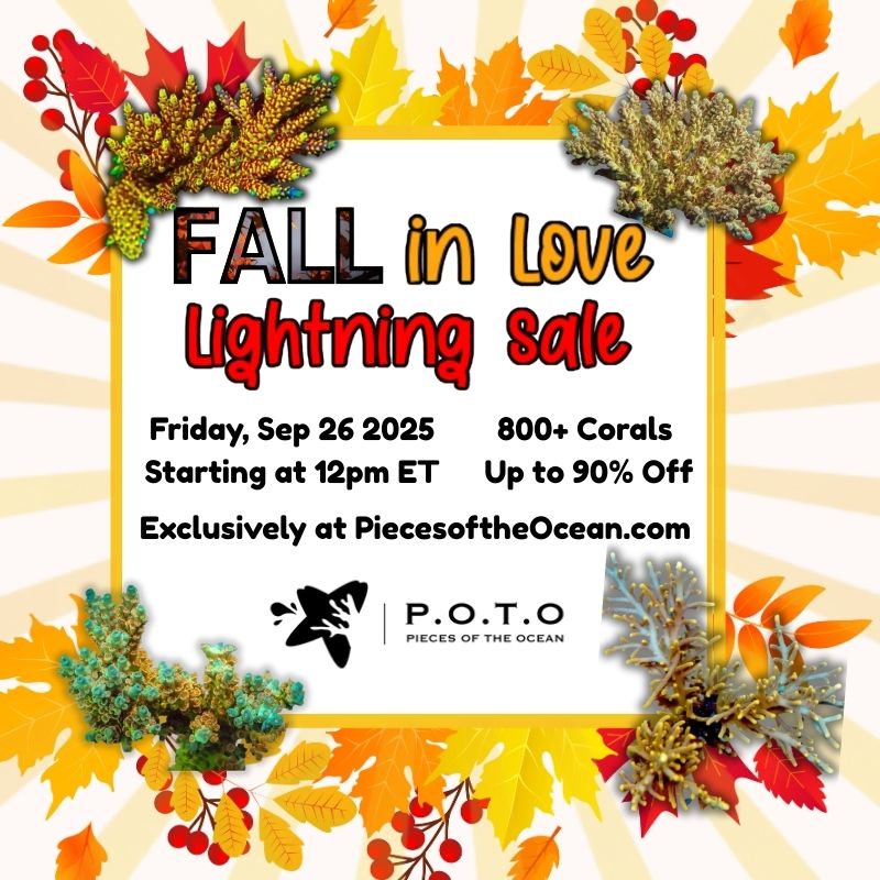 Fall in Love Lightning Sale 800x800.jpg
