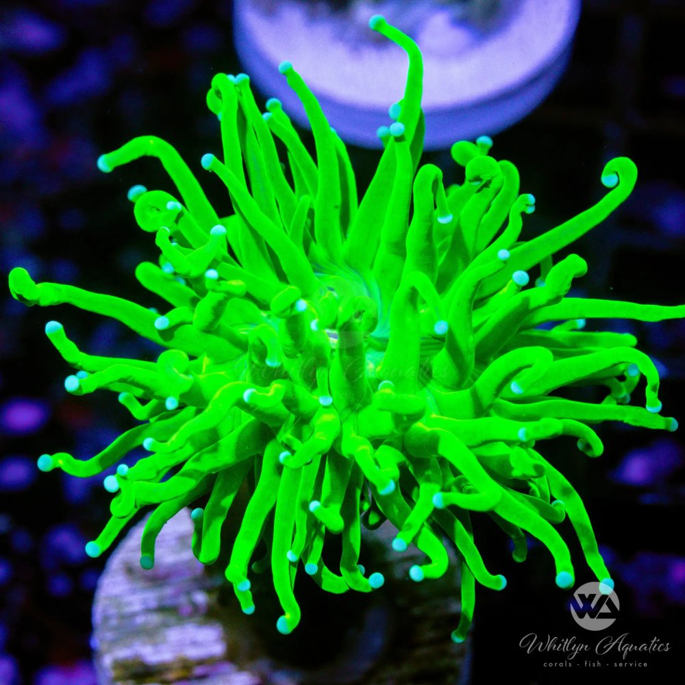 CoralAuction4_26bb63ee-ffd4-4eff-be56-f5ae39af74ca.jpg CoralAuction4_26bb63ee-ffd4-4eff-be56-f5ae39af74ca.jpg