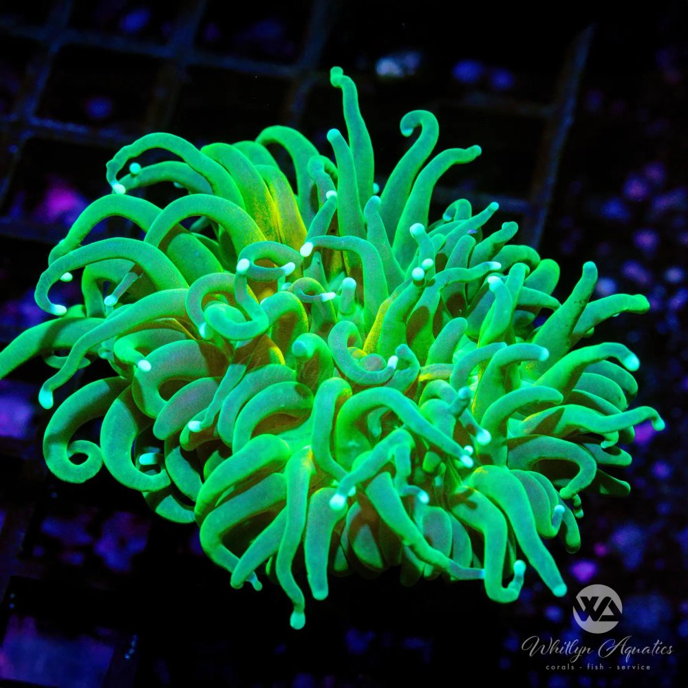CoralAuction46_2bf38d38-0853-4330-8df4-b4ce228db2b3.jpg CoralAuction46_2bf38d38-0853-4330-8df4-b4ce228db2b3.jpg