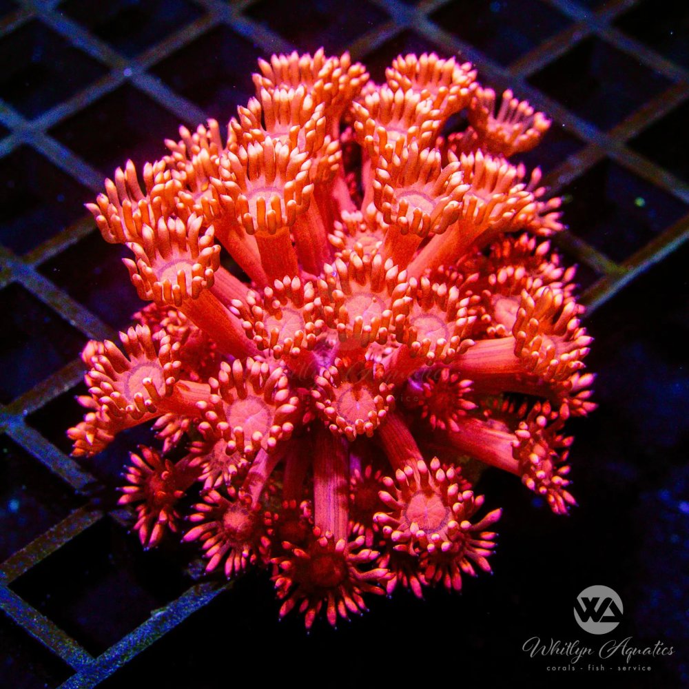 CoralAuction38_0360f142-8dc2-4f54-b903-9d665a5042e6.jpg