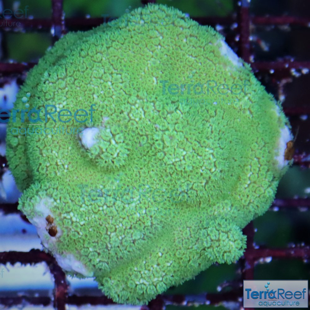 IMG_7364-Green-Montipora-Digi.jpg