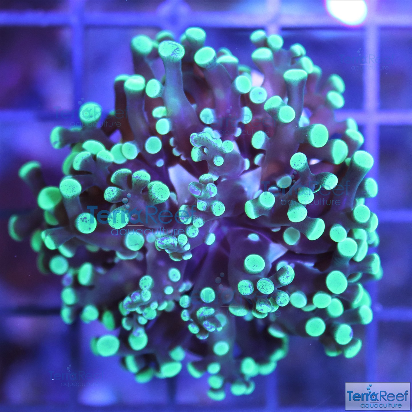 Temp small IMG_4614-Green-Frogspawn-Coral.jpg