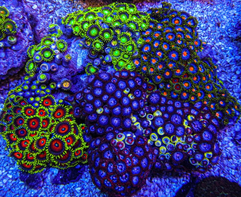 XLG Ultra Zoa Colony_3389.JPG