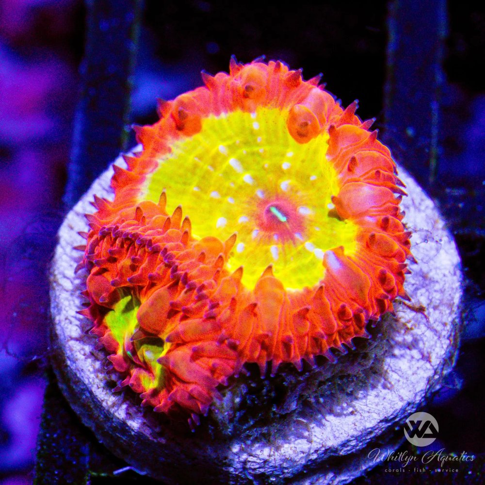 CoralAuction43_fbfa6fb2-2b41-4e0c-aff6-17e6c7df455a.jpg