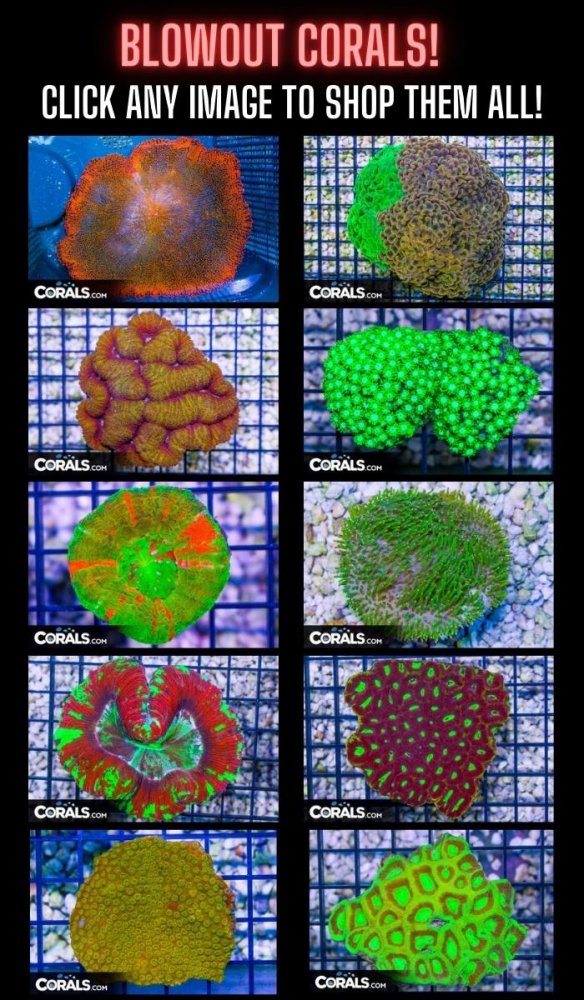 top frags(7).jpg
