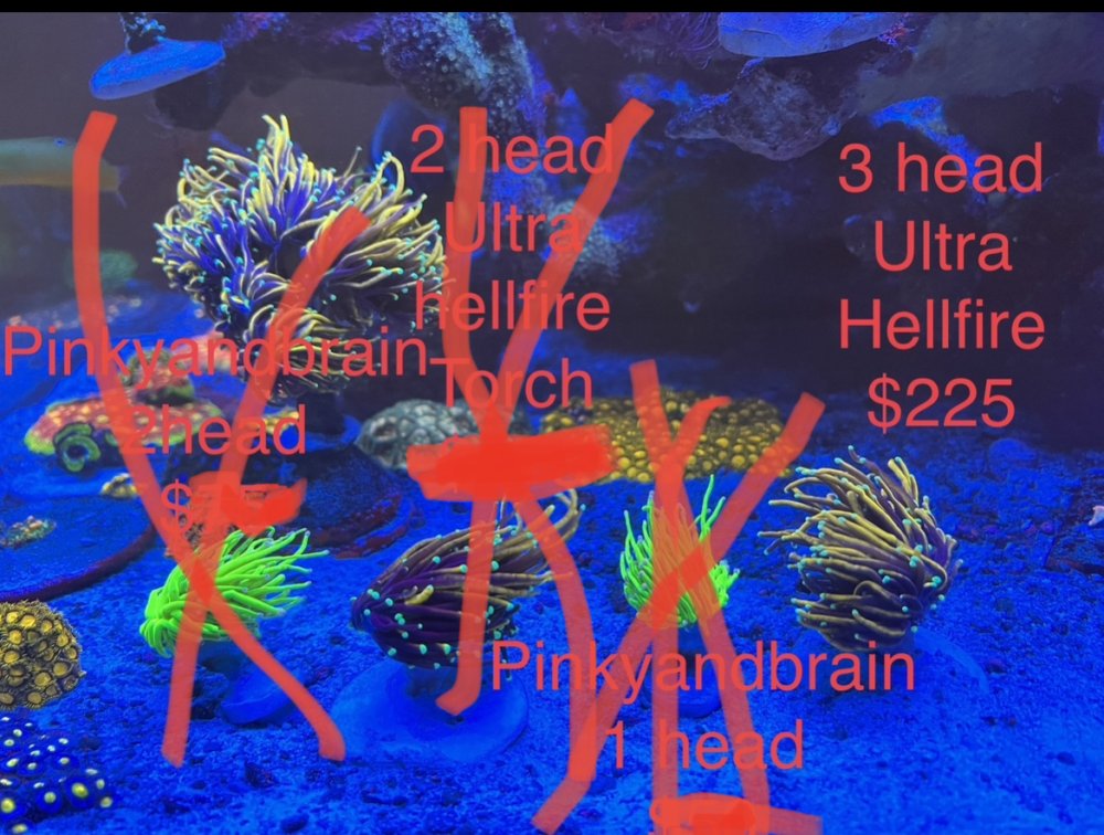 94E09B76-D889-448C-89DA-D3AAF0EA1F91.jpeg