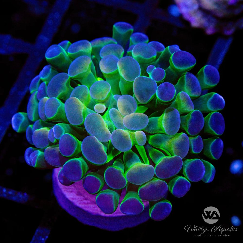 CoralAuction45_eb3fdd65-2162-4289-9c66-847065da63ee.jpg CoralAuction45_eb3fdd65-2162-4289-9c66-847065da63ee.jpg