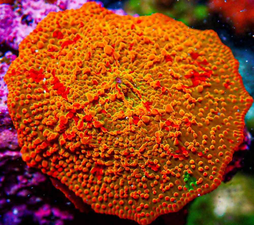 Large Ultra 3 Color Jawbreaker Mushroom.JPG