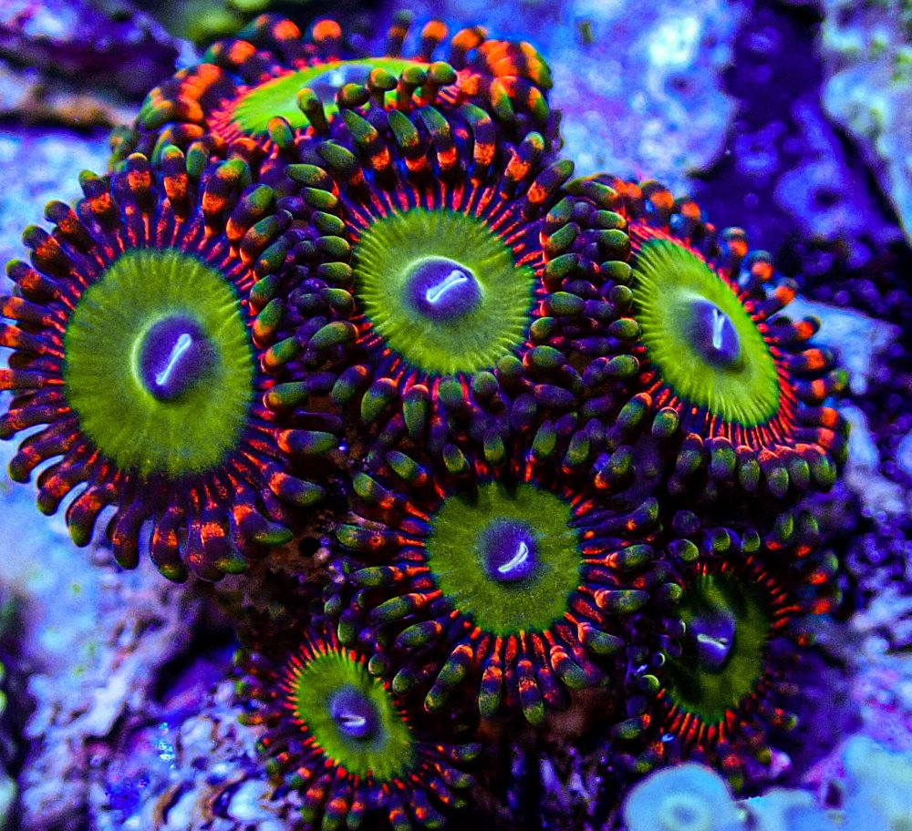 UC Ultra Candy Apple Zoas-213.JPG