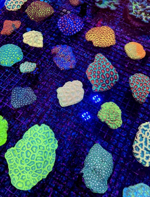 IMG_9632 Medium.jpeg