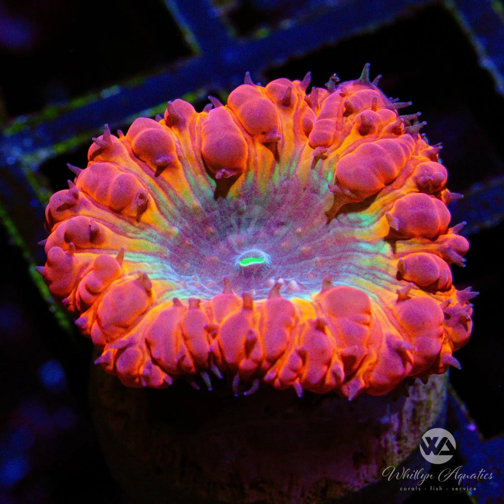 CoralAuction50_ac377dc6-5b33-4c23-9e1e-96e11c31e9ed.jpg CoralAuction50_ac377dc6-5b33-4c23-9e1e-96e11c31e9ed.jpg