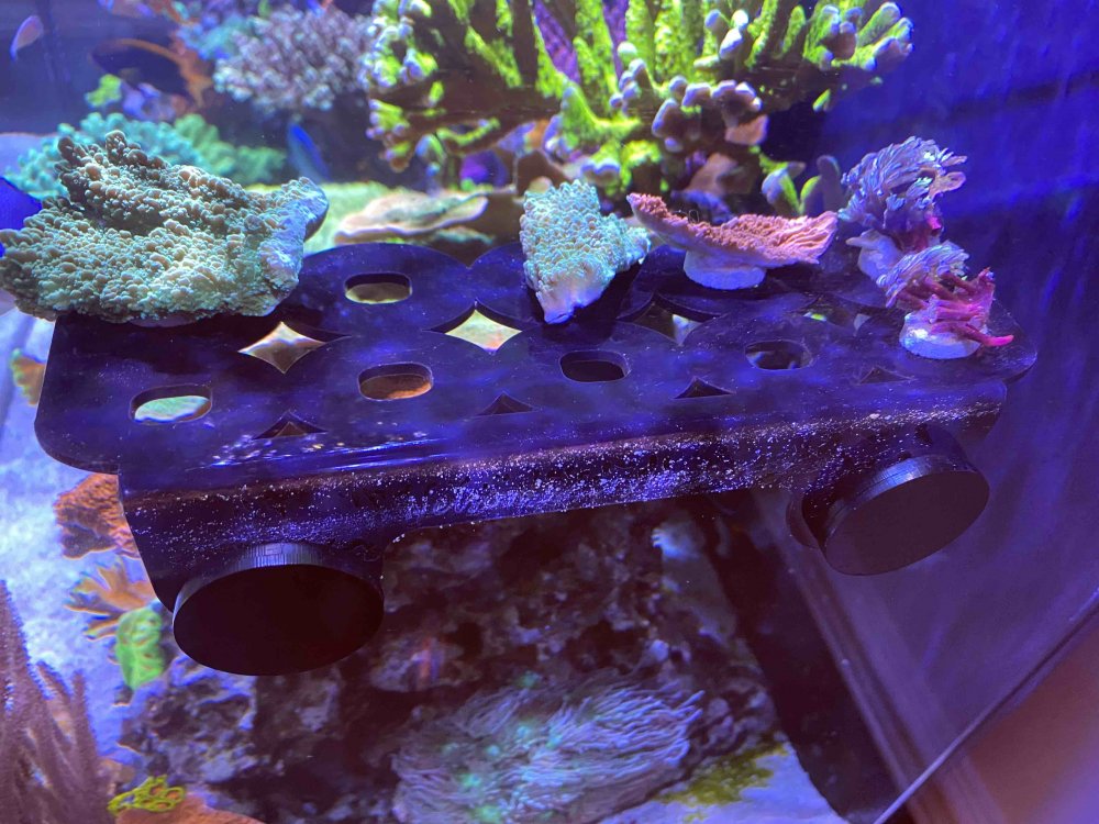 corals 2.jpg corals 2.jpg