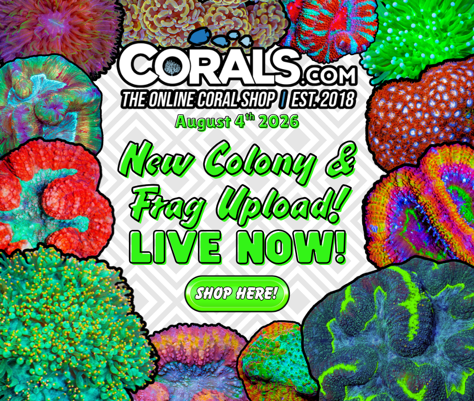 8.4 new coral(1).png