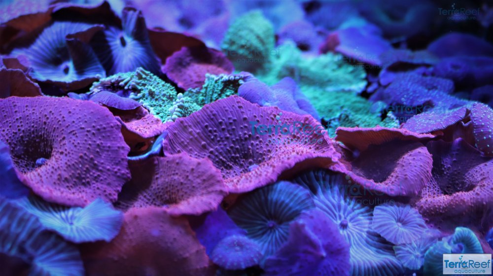 IMG_8107-Mushroom-soft-Coral-aquacultured.jpg IMG_8107-Mushroom-soft-Coral-aquacultured.jpg