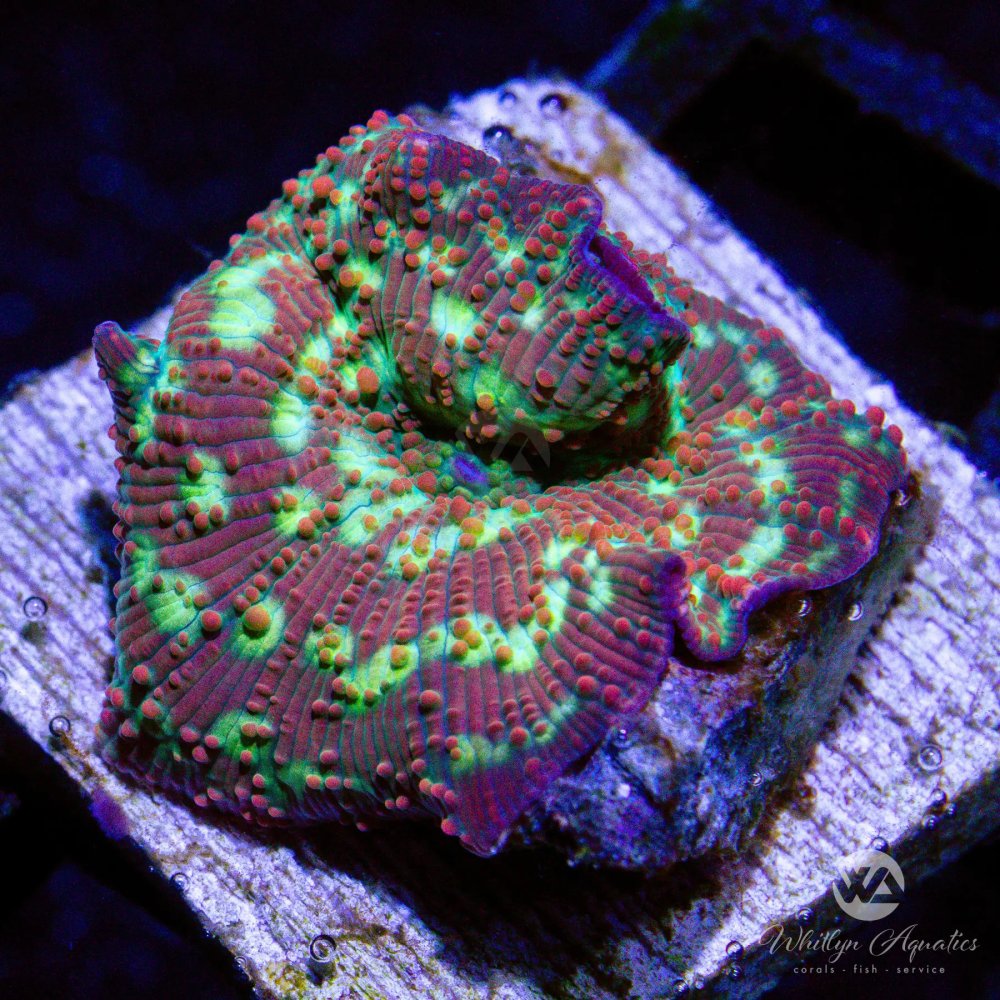 CoralAuction48_843ff5dc-237c-4d85-a4ec-ee2bf2803495.jpg CoralAuction48_843ff5dc-237c-4d85-a4ec-ee2bf2803495.jpg