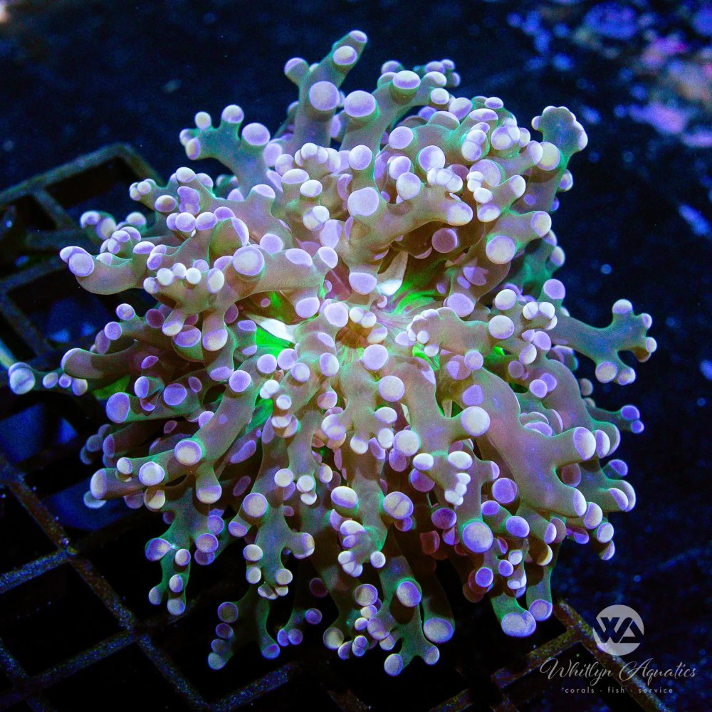CoralAuction39_0d6079c8-3159-40c7-92e8-02f04c2c96ae.jpg