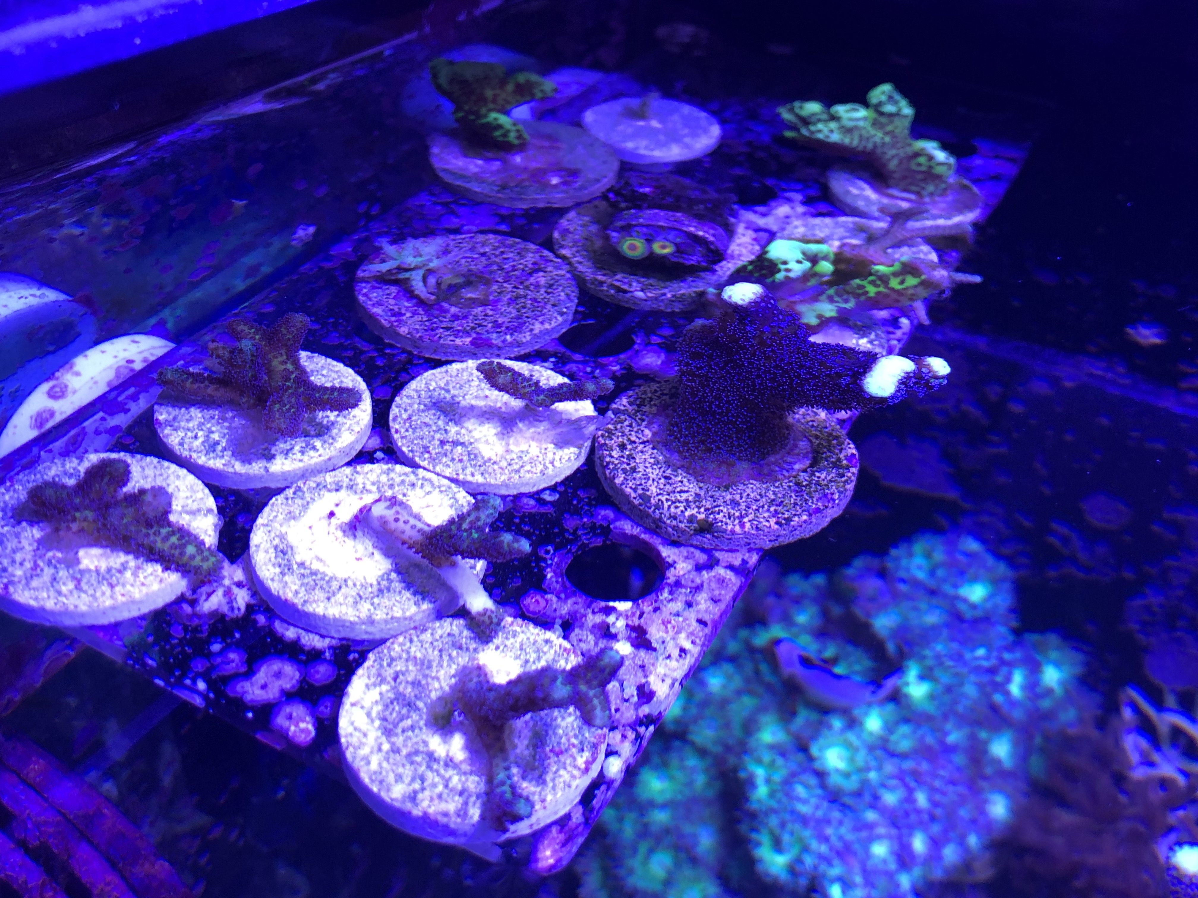 Frags.jpg Frags.jpg