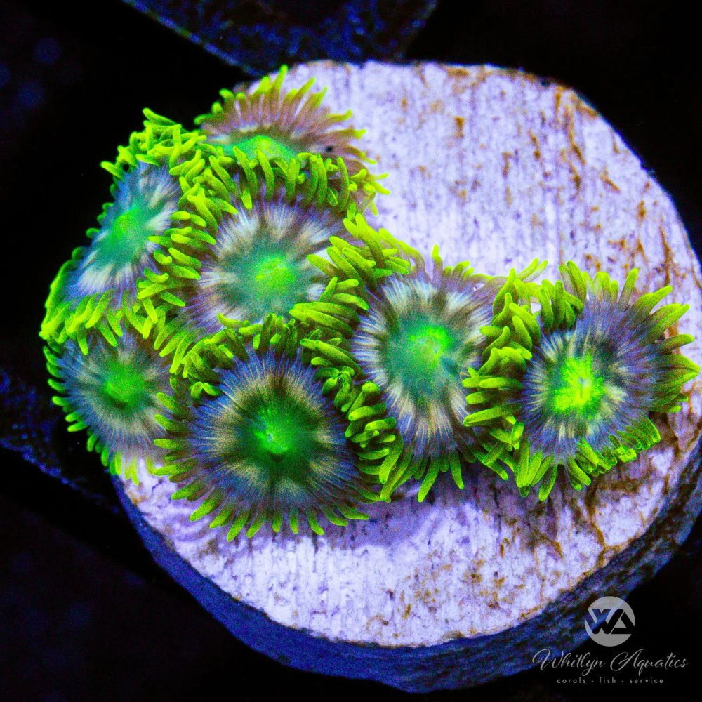 CoralAuction36_0dd22276-0a5f-46ae-81f7-0112a9d7432a.jpg CoralAuction36_0dd22276-0a5f-46ae-81f7-0112a9d7432a.jpg