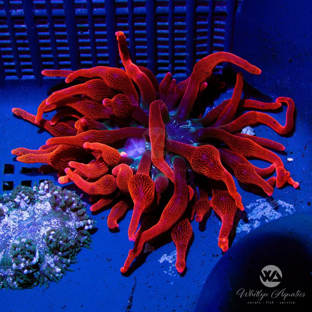 CoralAuction56_be3c5a19-fa91-4a16-9bf9-6699ba3429ae.jpg CoralAuction56_be3c5a19-fa91-4a16-9bf9-6699ba3429ae.jpg