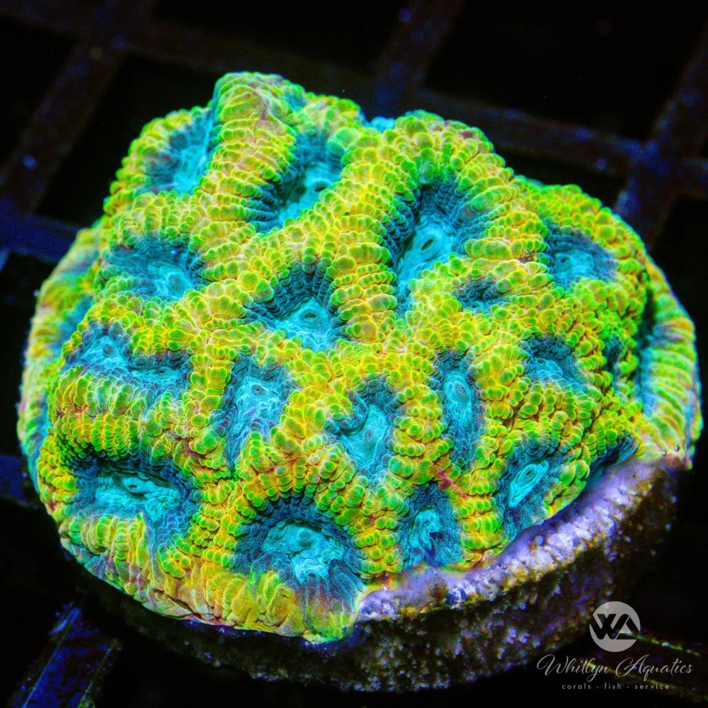 CoralAuction47_d91b8854-eb6a-4e54-8fb9-6cb8559b734d.jpg CoralAuction47_d91b8854-eb6a-4e54-8fb9-6cb8559b734d.jpg