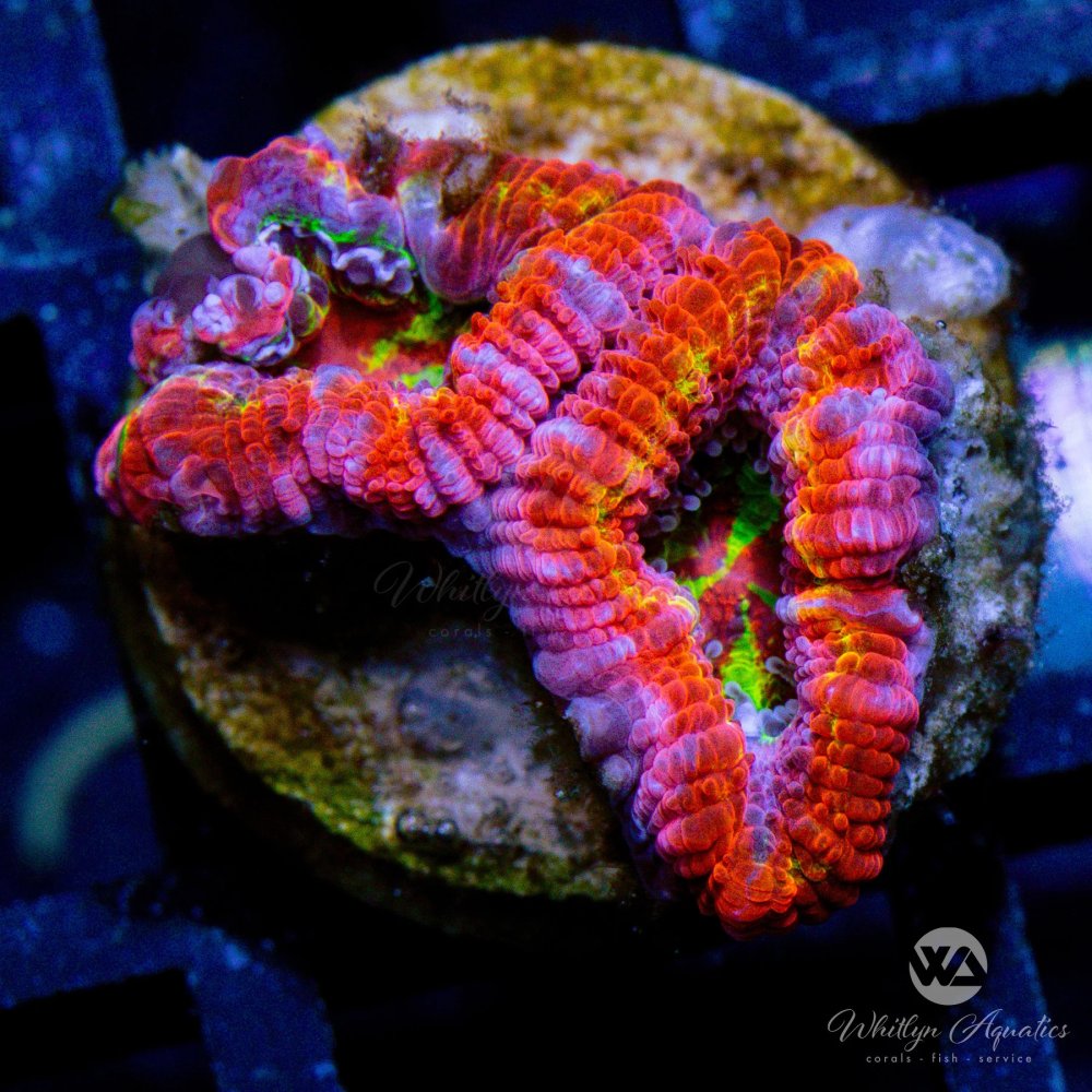 CoralAuction28_ae2327bb-2816-4993-a580-bc572c179f24.jpg