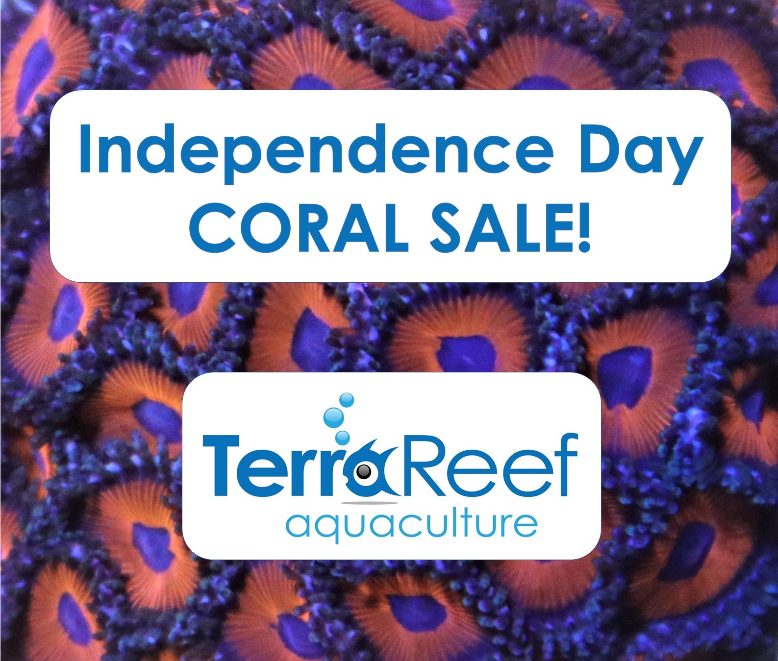 Aquacultured live coral for sale on sale 4th.jpg Aquacultured live coral for sale on sale 4th.jpg