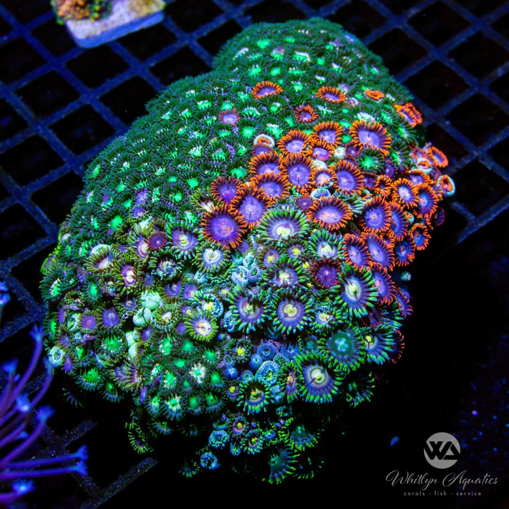 CoralAuction50_91ea7c04-09eb-457c-855b-f25545880b24.jpg CoralAuction50_91ea7c04-09eb-457c-855b-f25545880b24.jpg