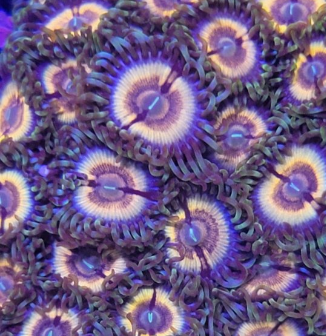 1702350526259.png