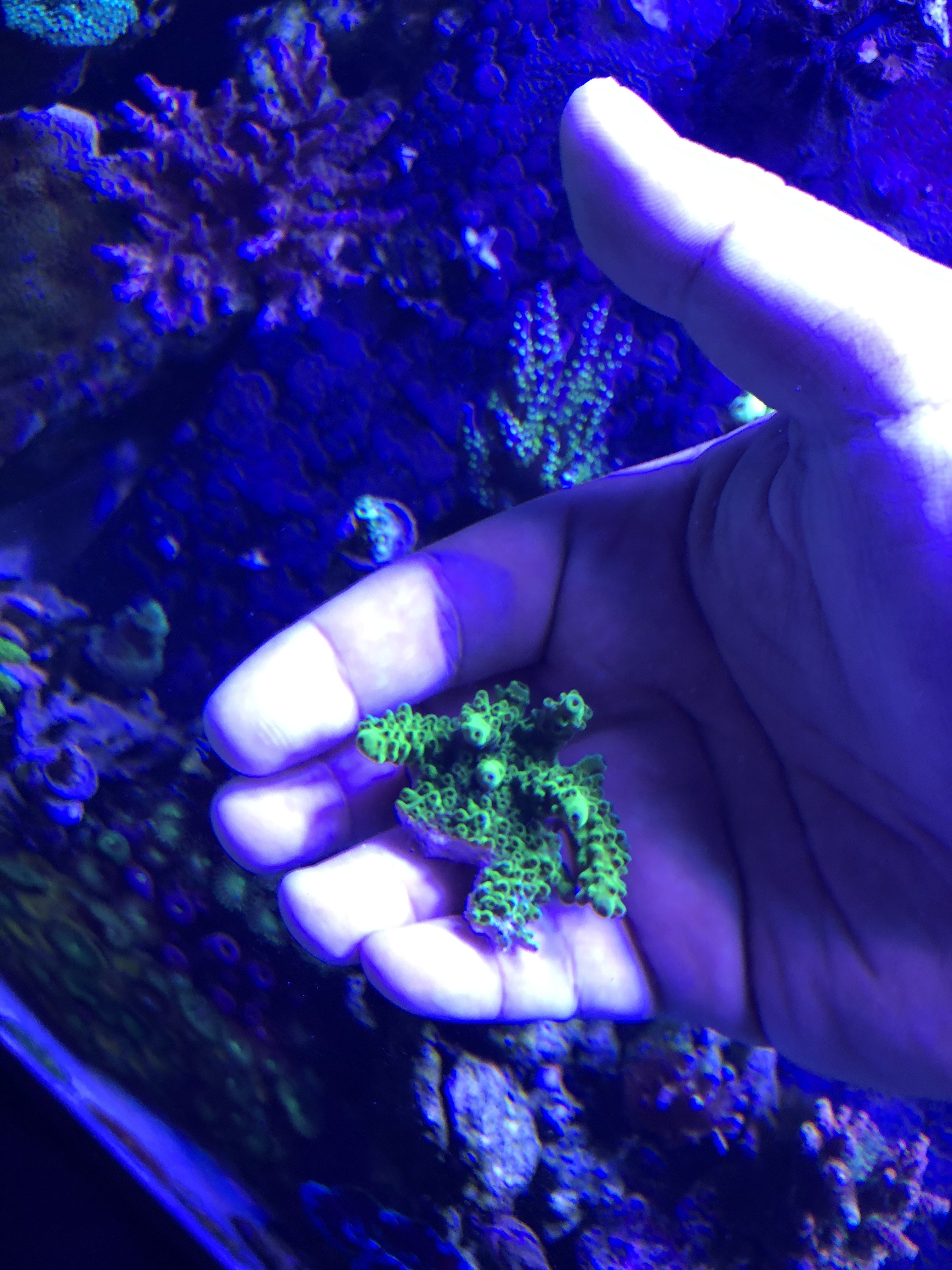 Greenslimer large frag.jpg Greenslimer large frag.jpg