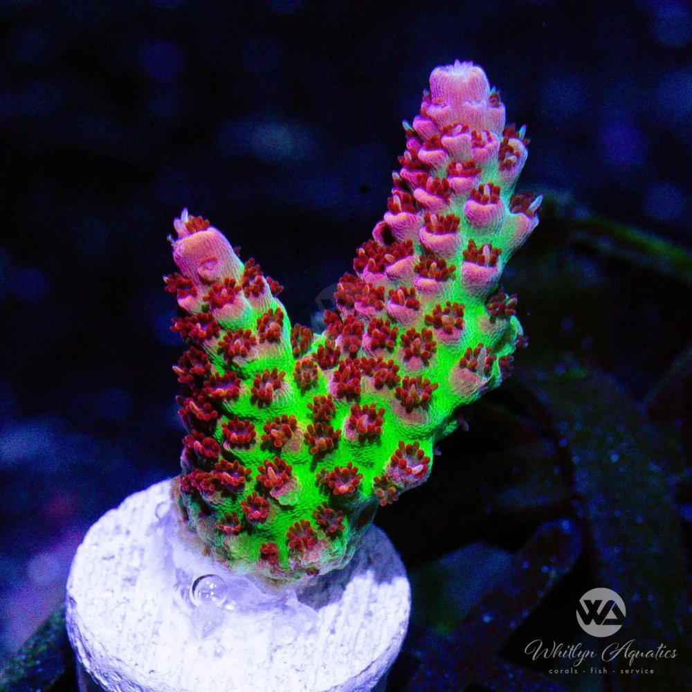 CoralAuction7_a6aed490-ef08-40da-8371-e5edf4dec2e3.jpg CoralAuction7_a6aed490-ef08-40da-8371-e5edf4dec2e3.jpg