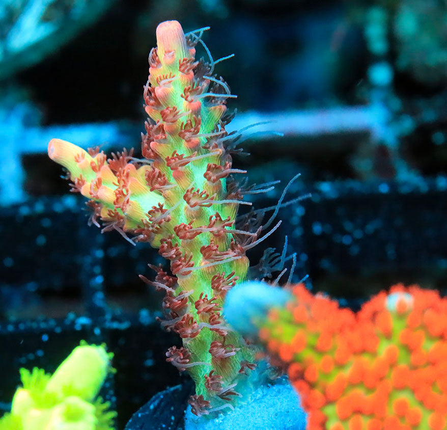 sps2-b2-ls-0210-061.jpeg sps2-b2-ls-0210-061.jpeg