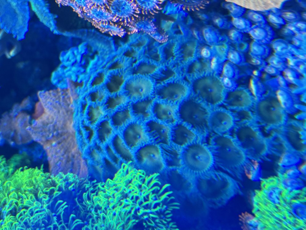 IMG_7780.jpeg