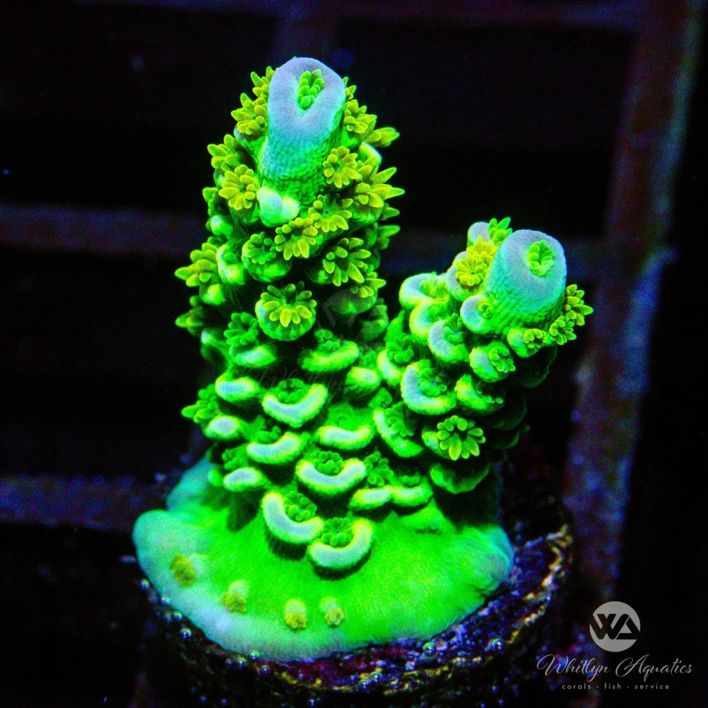 CoralAuction39_94b5ba95-6ef6-4fff-b711-4e280d2a0df2.jpg