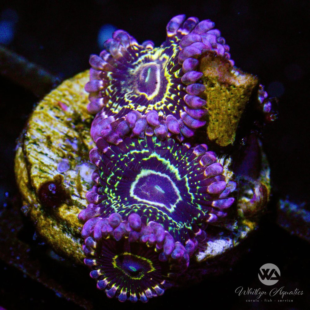 CoralAuction49_e7a43bb6-ff96-4519-aa26-9cc0c6ff1778.jpg CoralAuction49_e7a43bb6-ff96-4519-aa26-9cc0c6ff1778.jpg