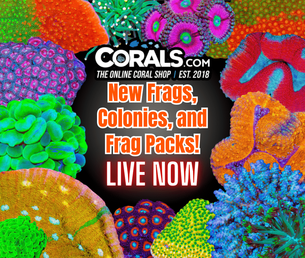 new coral(36).png
