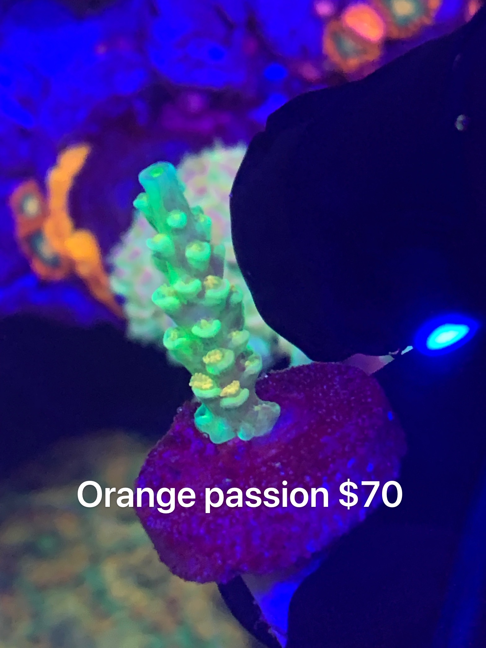 D5628374-682B-4792-8539-4C6071FEED51.jpeg