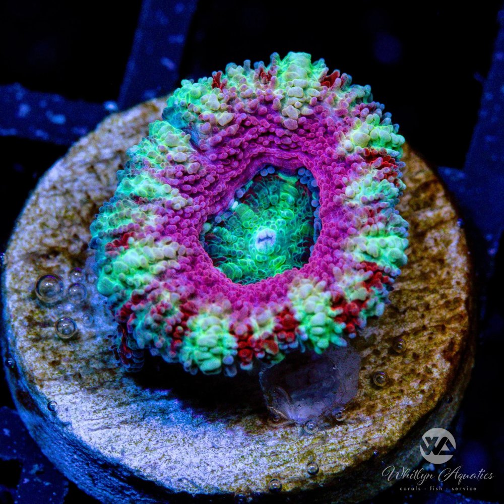 CoralAuction30_ad9e2073-d80c-417f-b969-0b751b886c80-ezgif.com-webp-to-jpg-converter.jpg CoralAuction30_ad9e2073-d80c-417f-b969-0b751b886c80-ezgif.com-webp-to-jpg-converter.jpg