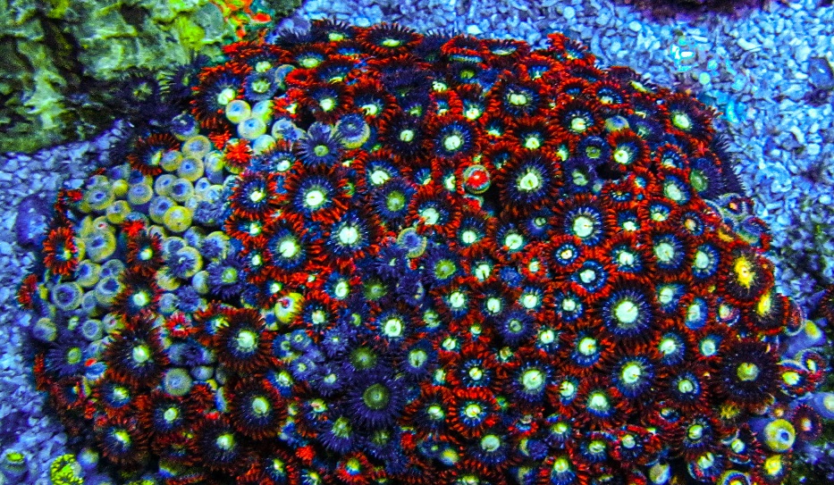 XLG Ultra Zoa Colony_3374.JPG