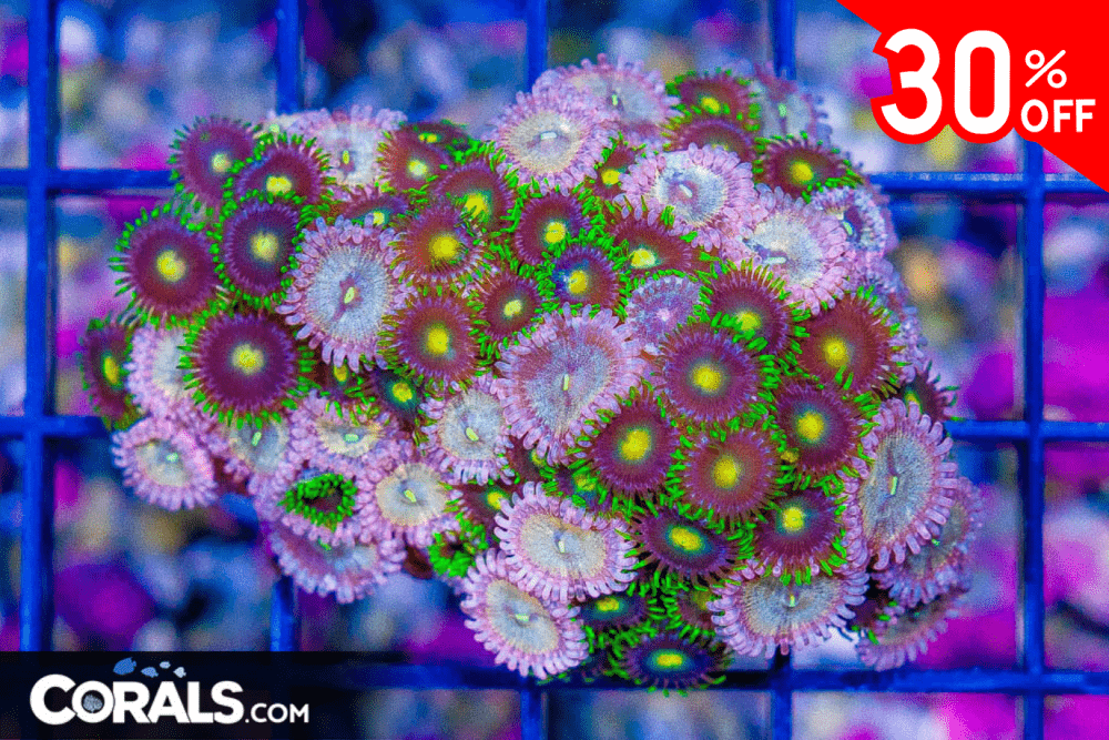 Untitled design(24).png