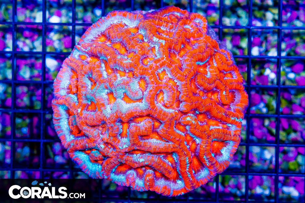 DSC06087.jpg DSC06087.jpg