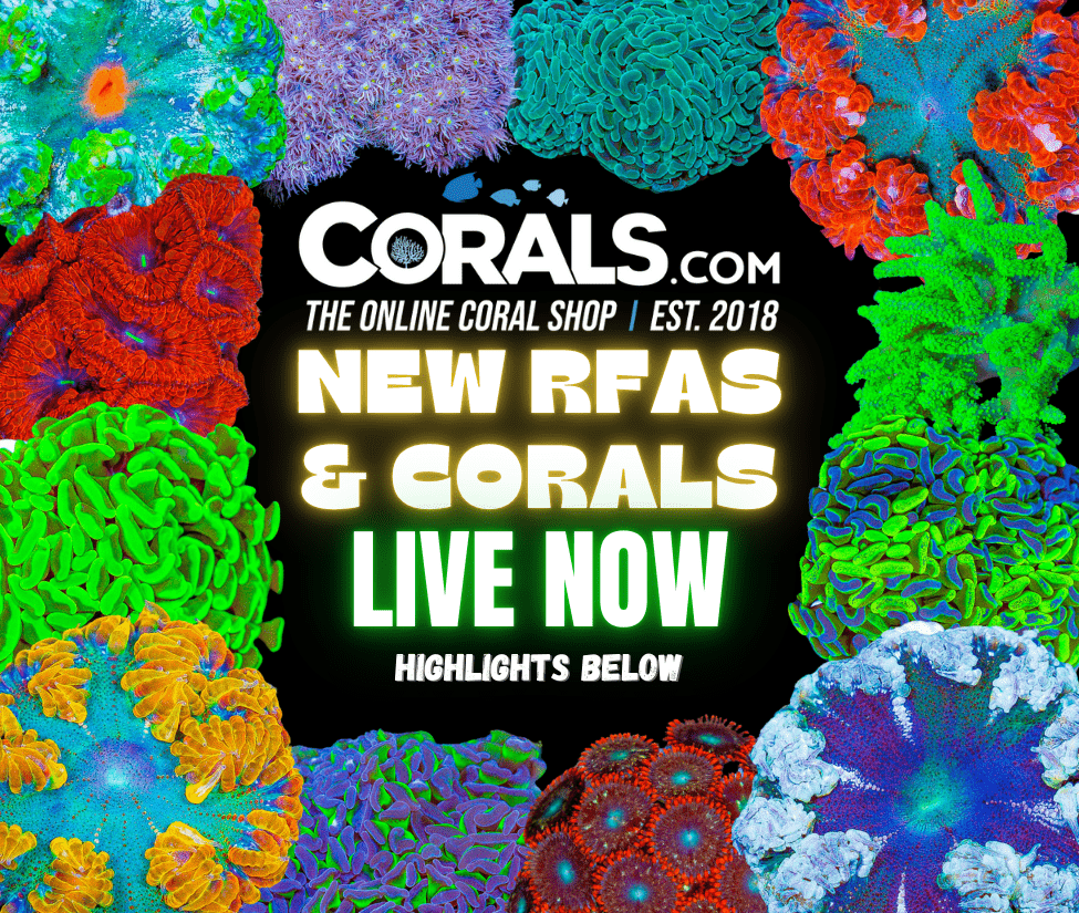 new corals 10.2(1).png