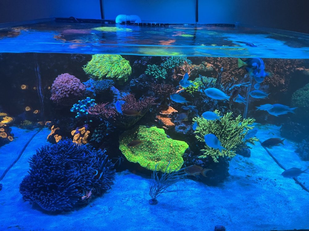 reef.8.23.jpg reef.8.23.jpg