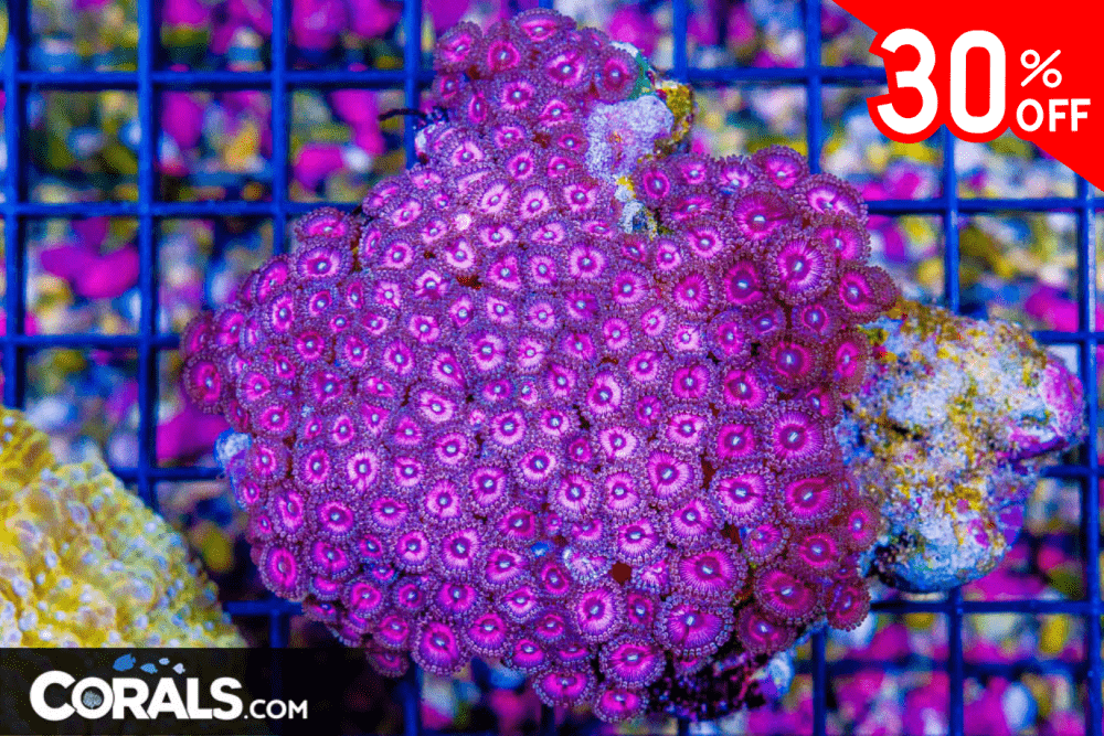 Untitled design(14).png