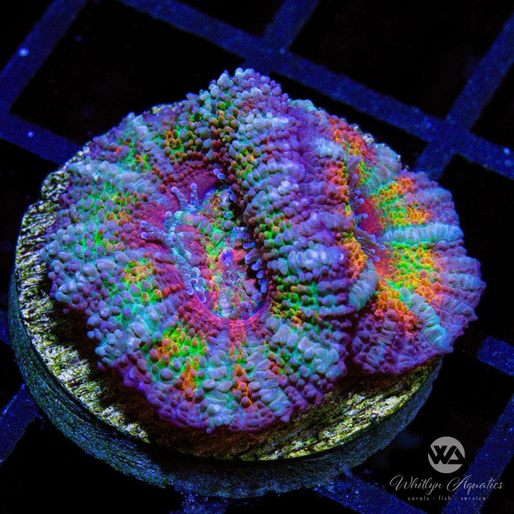 CoralAuction46_ff1c1a21-5046-4b00-809d-696956dd0422.jpg